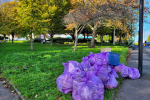 Selsdon triangle in the Autumn sunshine