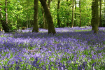 Blue Bells