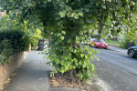 Overgrown street tree on Harewood rd South Croydon