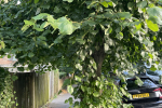 Trees on Harewood rd before pruning