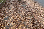 Heavy Leaf Fall in Harewood rd