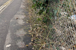 Overgrown vegetation on Little Roke Road