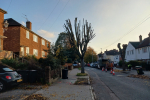 Trees on Violet Lane being cut 