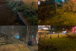 Examples of fallen trees and branches