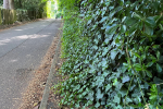 Roke Road vegetation blocking the pavement