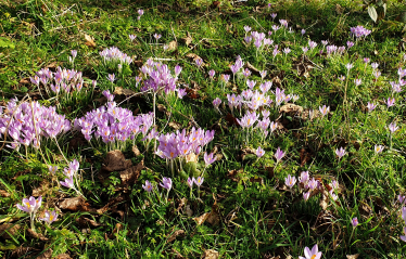 Spring flowers