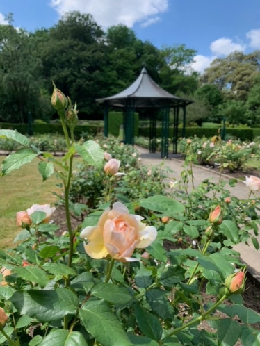 Wettern Tree Garden Roses