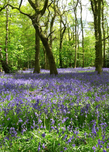 Blue Bells