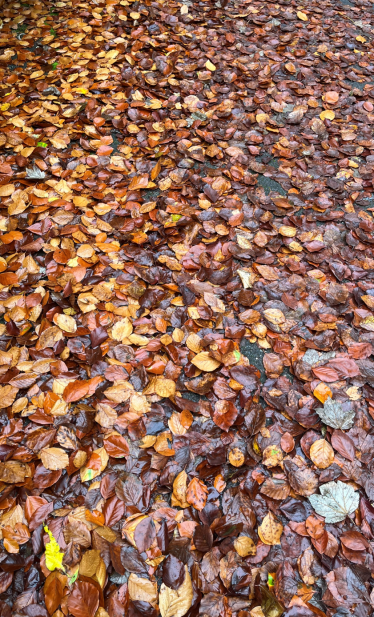 Autumn leaves