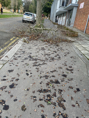 Branch down on path Rockhampton rd by Emmanuel Centre