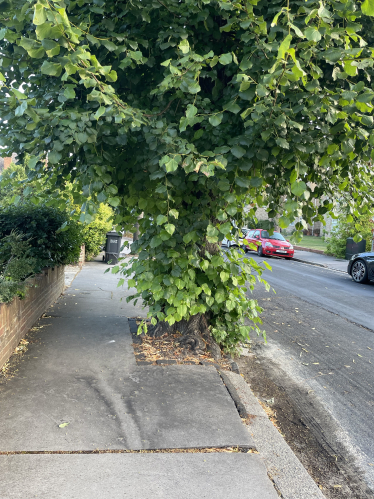 Overgrown street tree on Harewood rd South Croydon