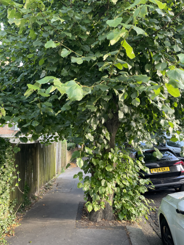 Trees on Harewood rd before pruning