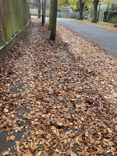 Heavy Leaf Fall in Harewood rd