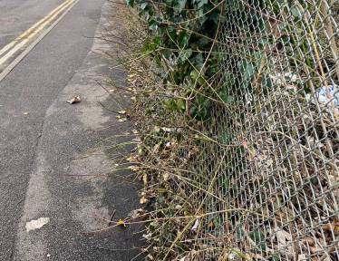 Overgrown vegetation on Little Roke Road