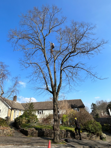 Tree pruning 