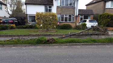 Shaw Crescent tree