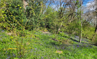 Bluebells in Littleheath Woods