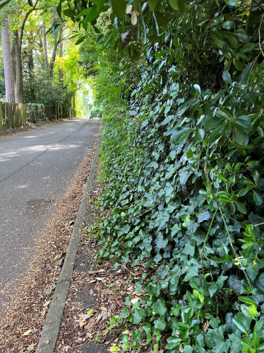 Roke Road vegetation blocking the pavement